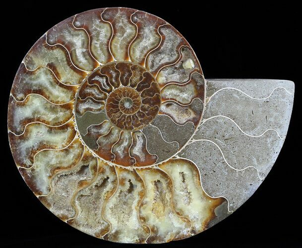 Cut Ammonite Fossil (Half) - Agate Preservation #51246